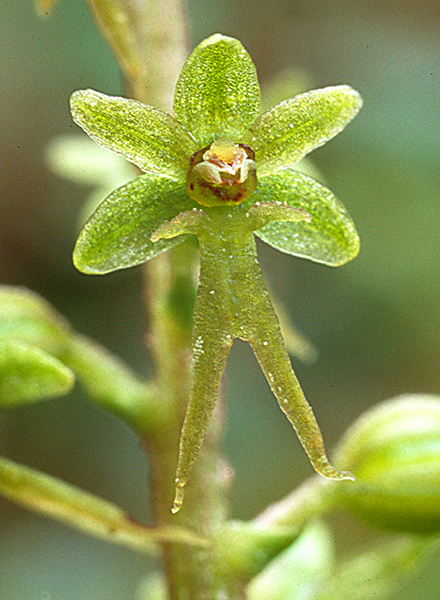 Neottia cordata